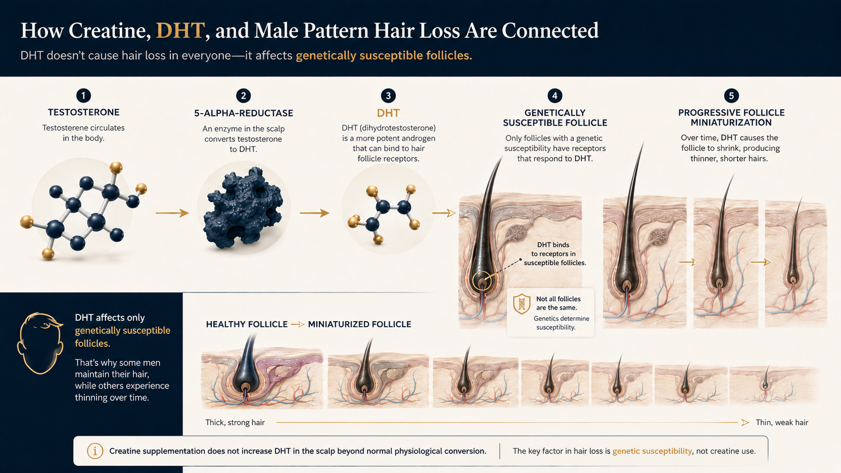 Diagram showing how testosterone converts to DHT and contributes to miniaturization of genetically susceptible hair follicles.