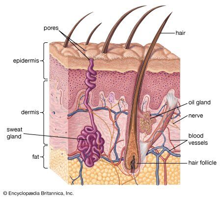 cross section of skin showing pores